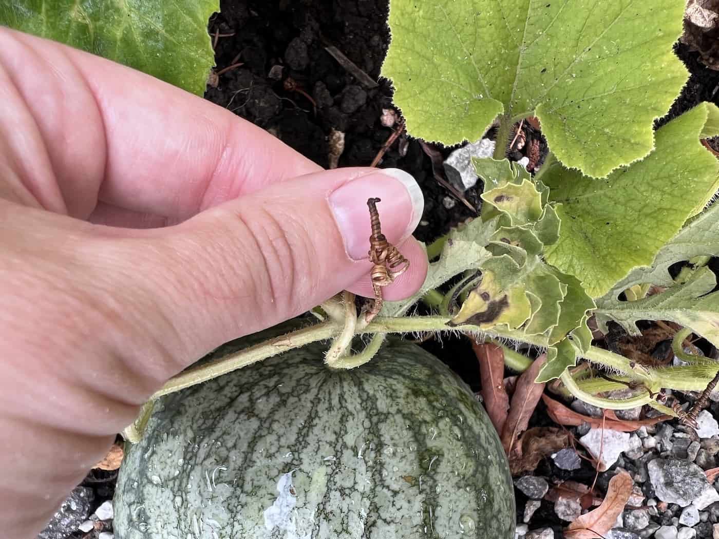 Looking for the dry tendril on a ripe watermelon before picking