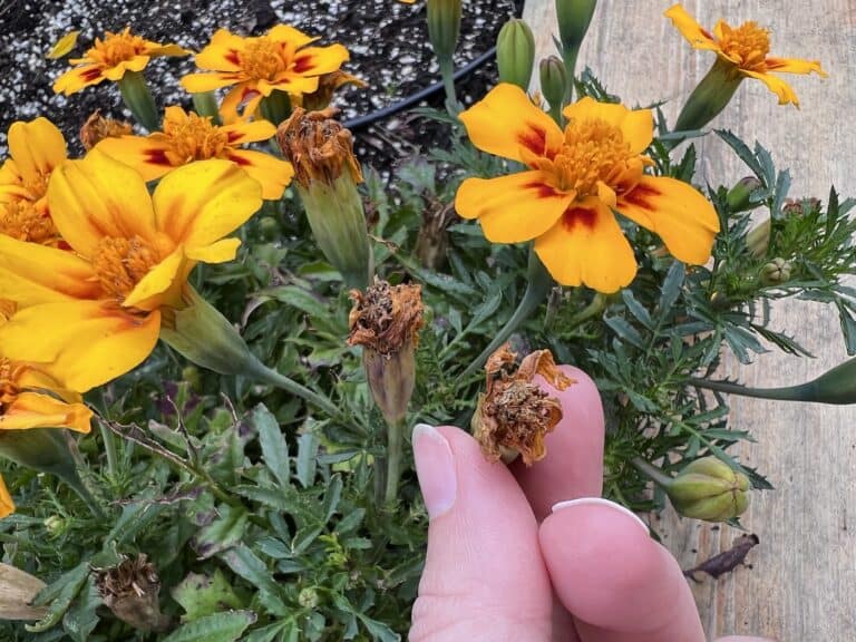 marigold flower turning into seed pod
