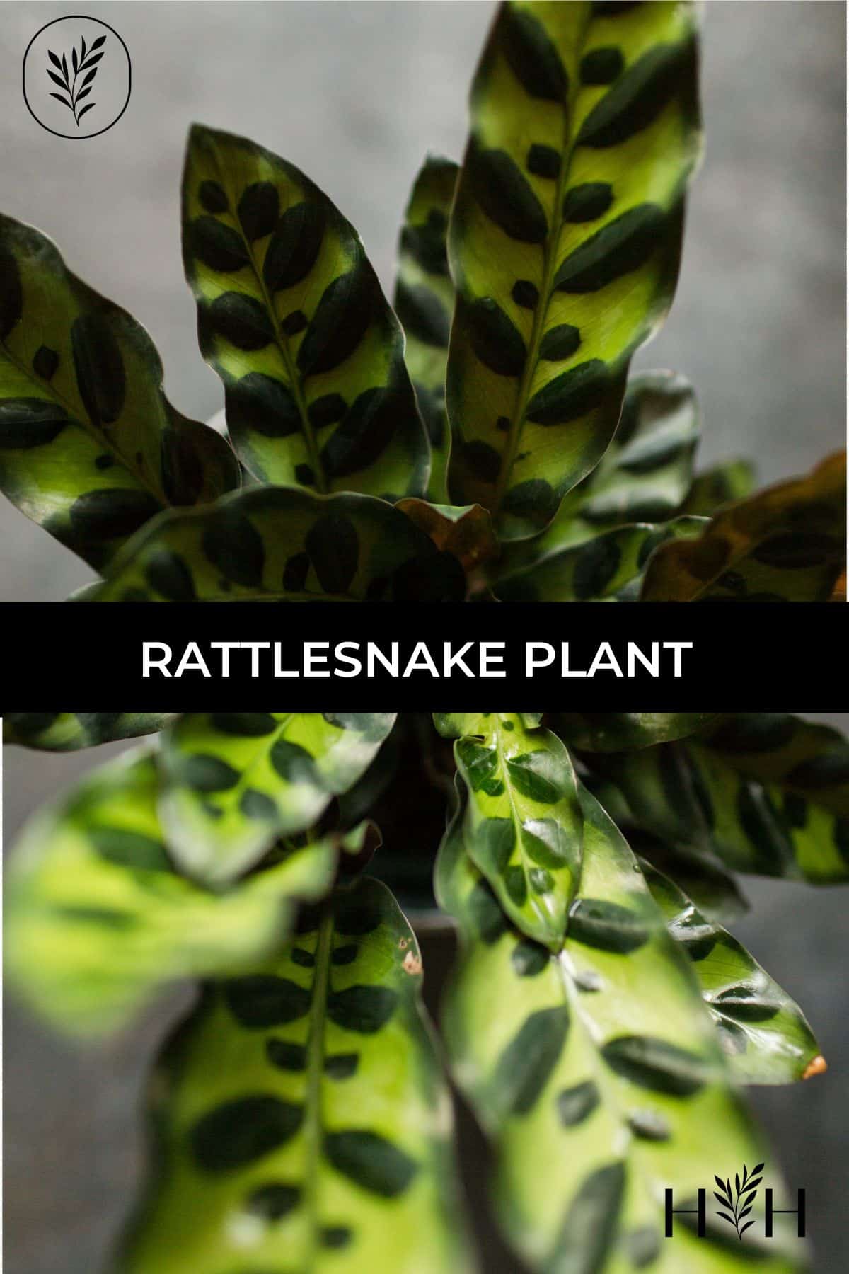 Rattlesnake plant via @home4theharvest