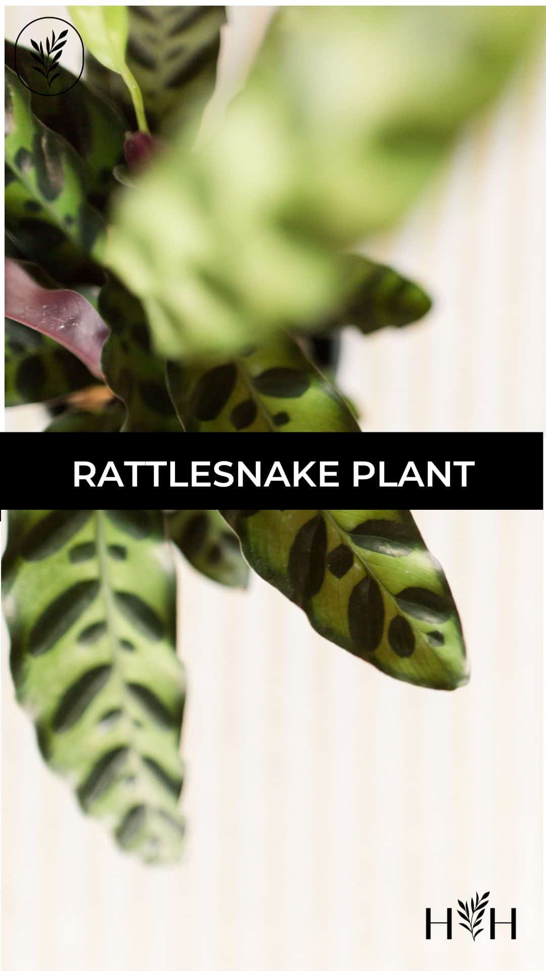 Rattlesnake plant via @home4theharvest