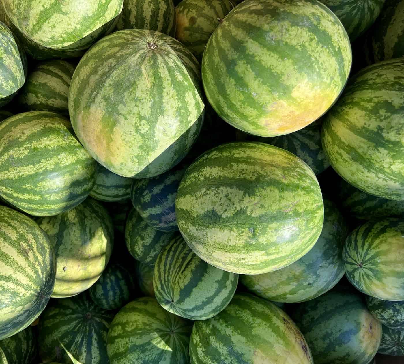 Ripe watermelons with yellow ground spots