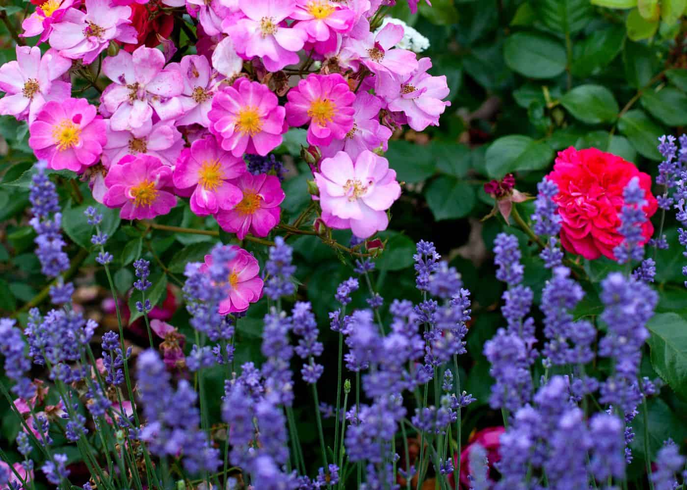 Roses as companion plants for lavender