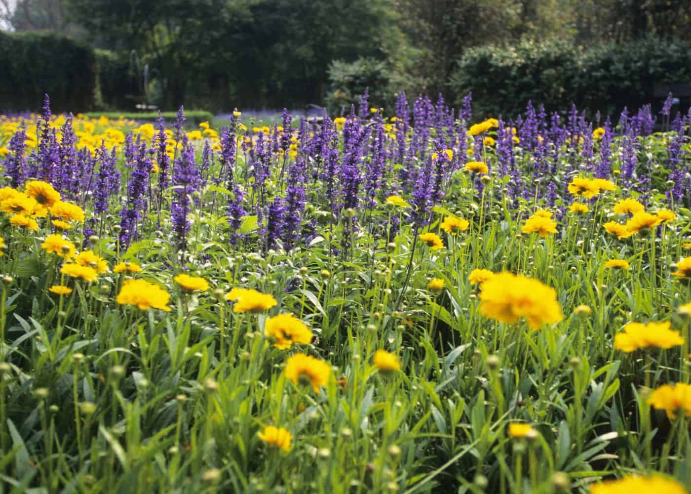 Yellow marigold flowers growing around purple lavender