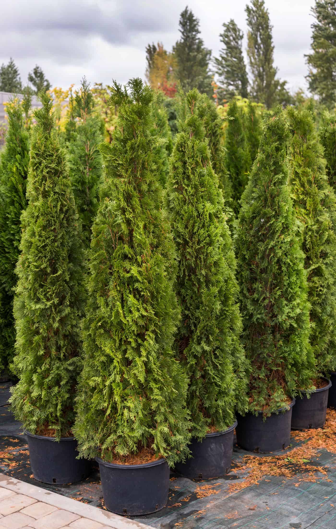 Arborvitae trees in pots at the nursery