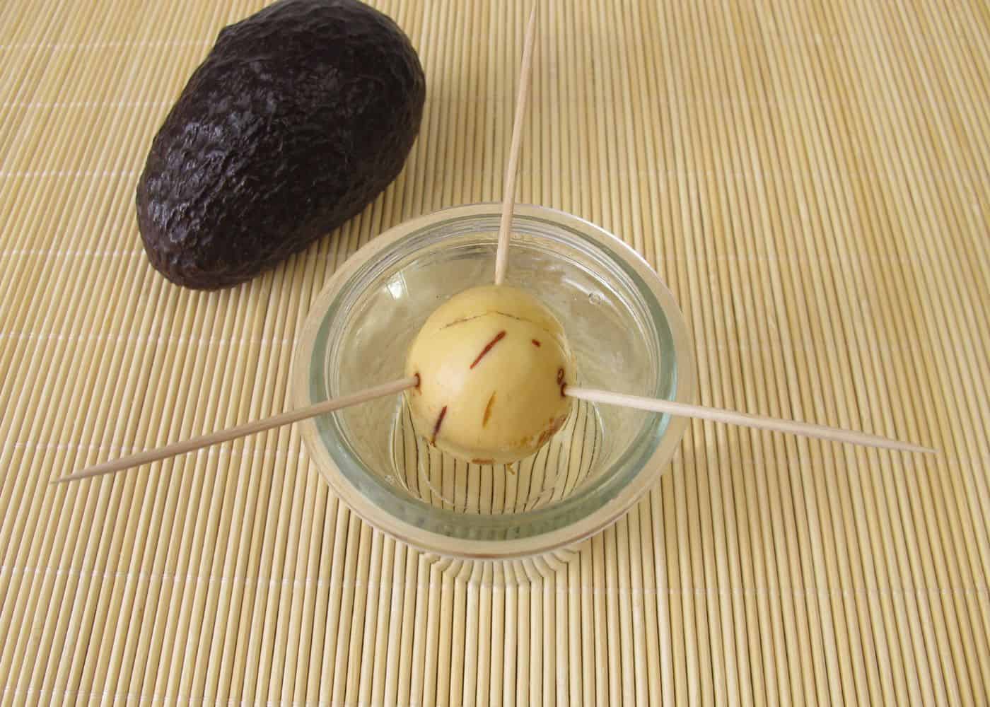 Avocado seed sprouting