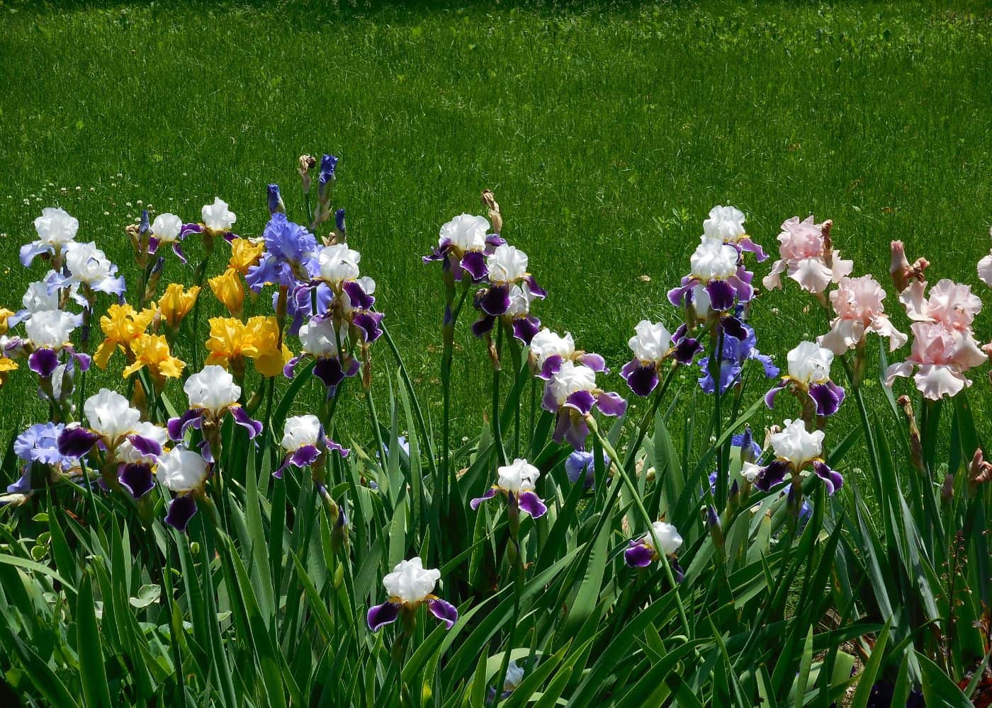 Bearded iris varieties