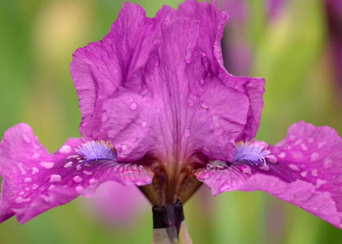 Bearded iris 'voila'