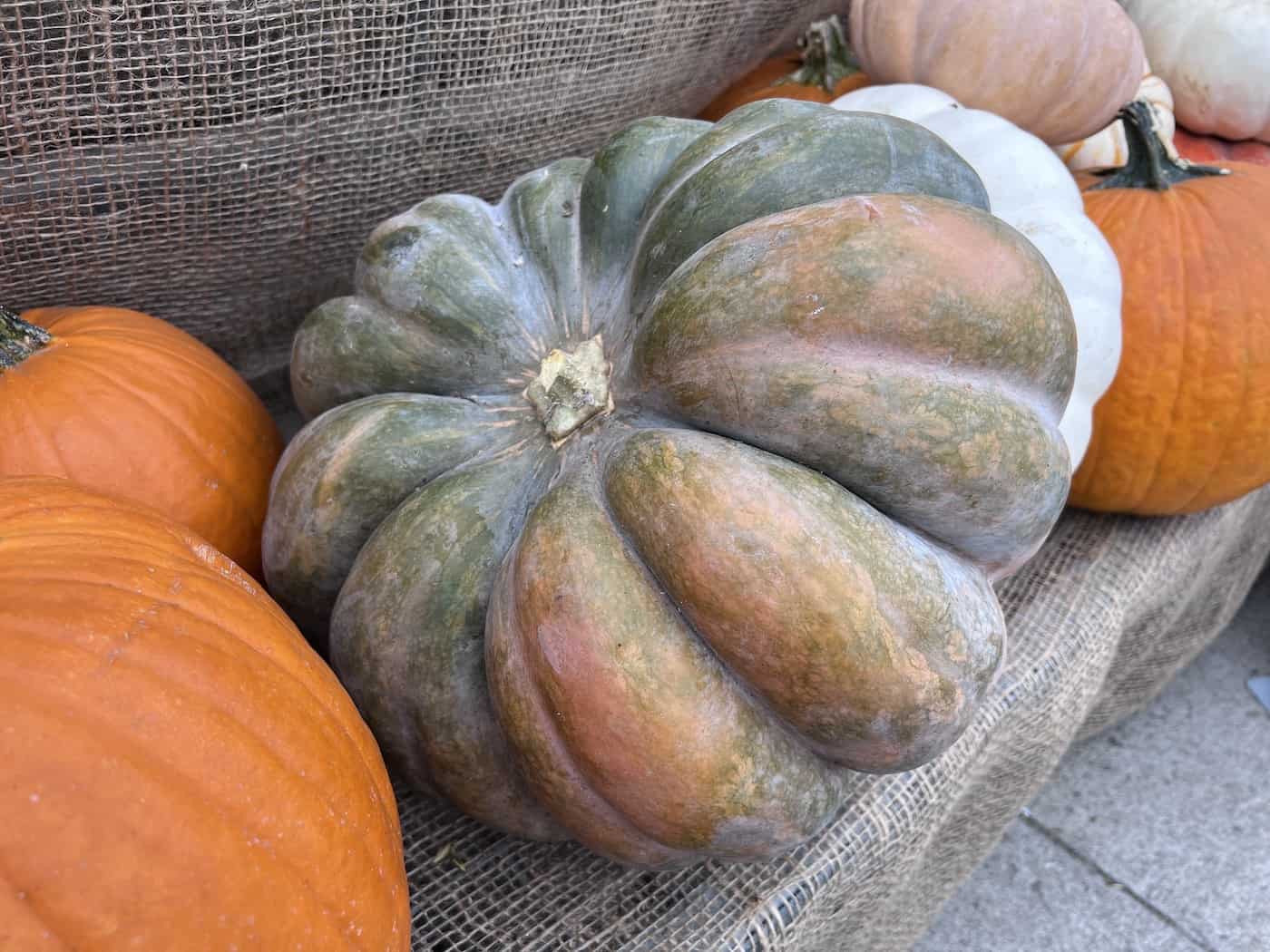 Musque%cc%81e de provence pumpkin turning from green to beige