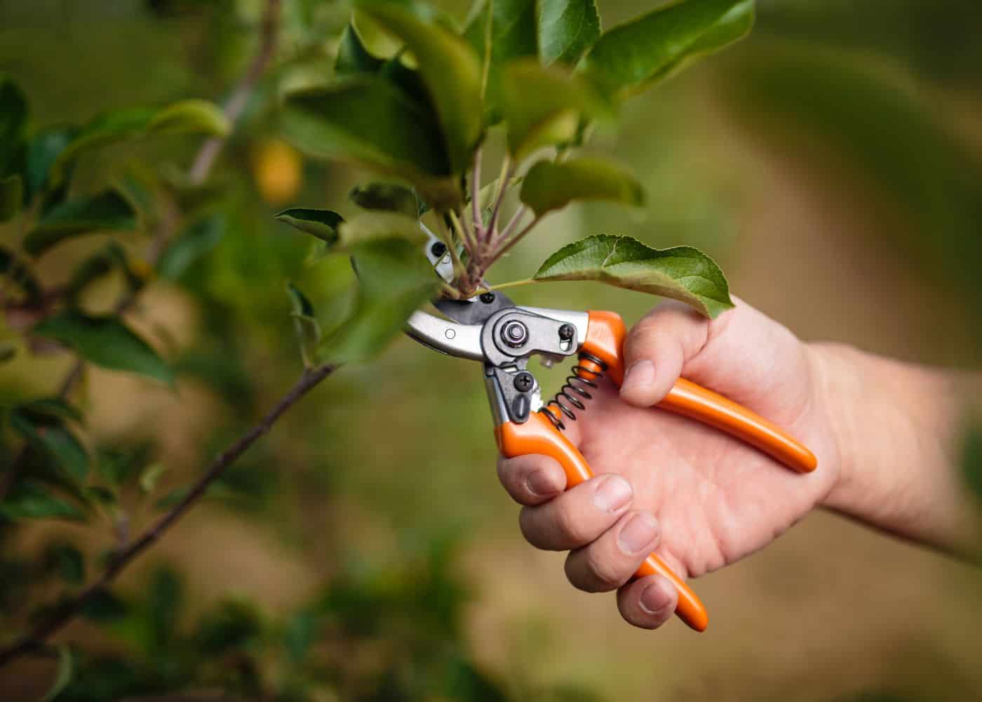 Pruning lemon tree outdoors