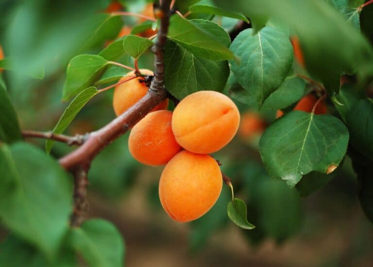 Apricots on a young tree starting to bear fruit