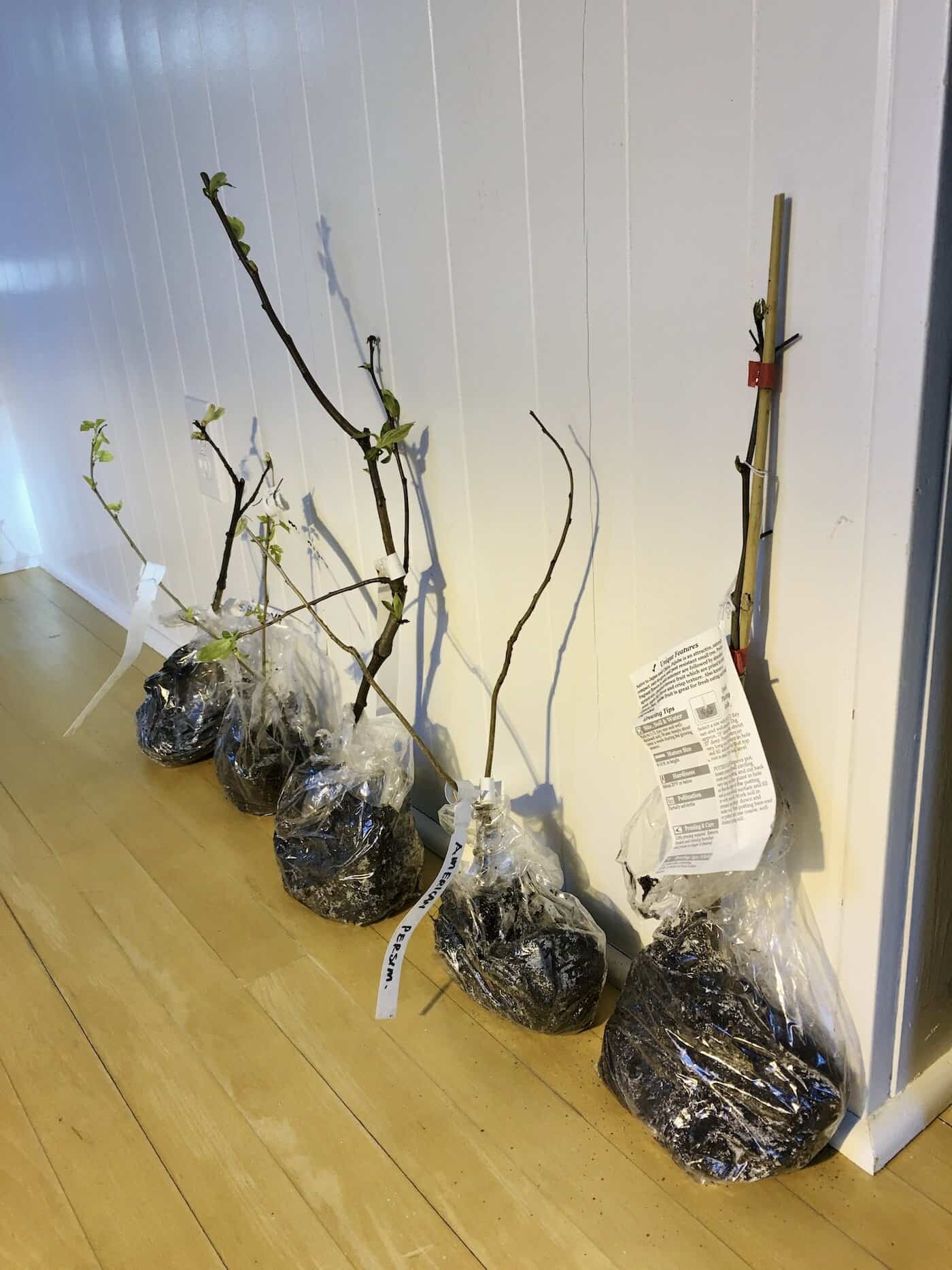 Bare root trees after being shipped