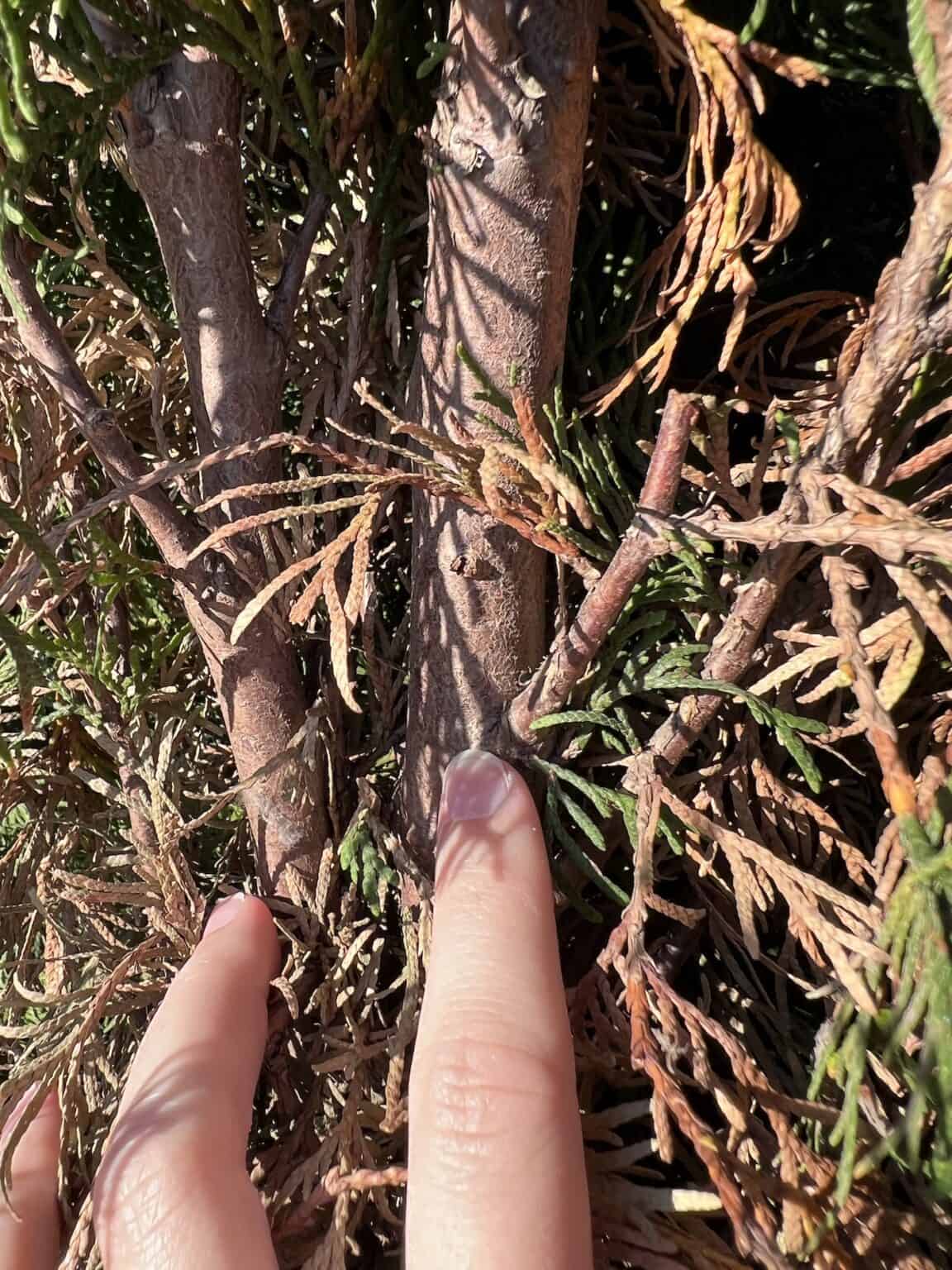 Trimming Emerald Green arborvitae 🌲 ️ Shaping your evergreens to perfection