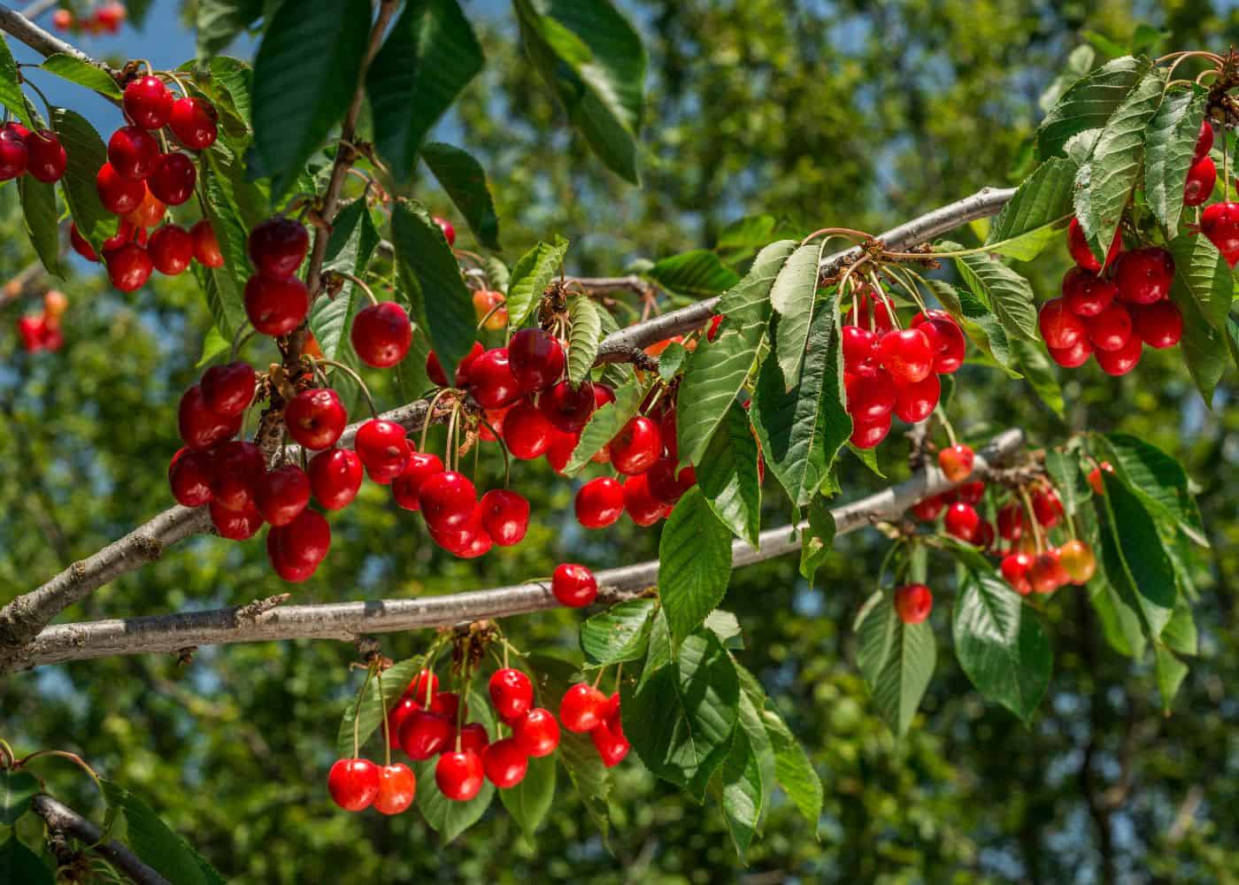Cherry branch in summer