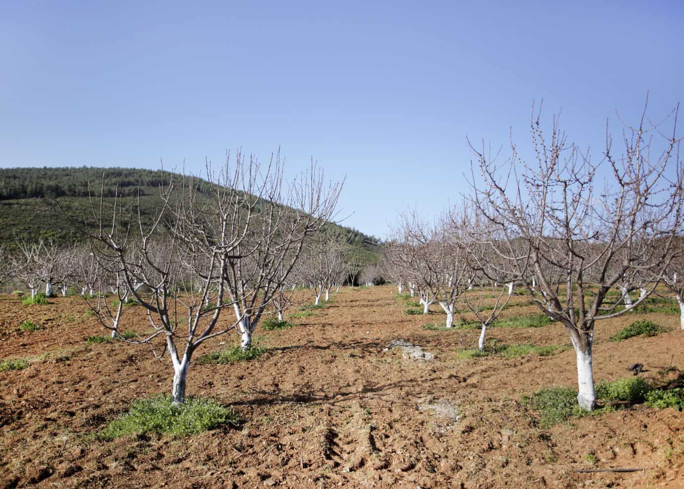 Cherry orchard during dormancy