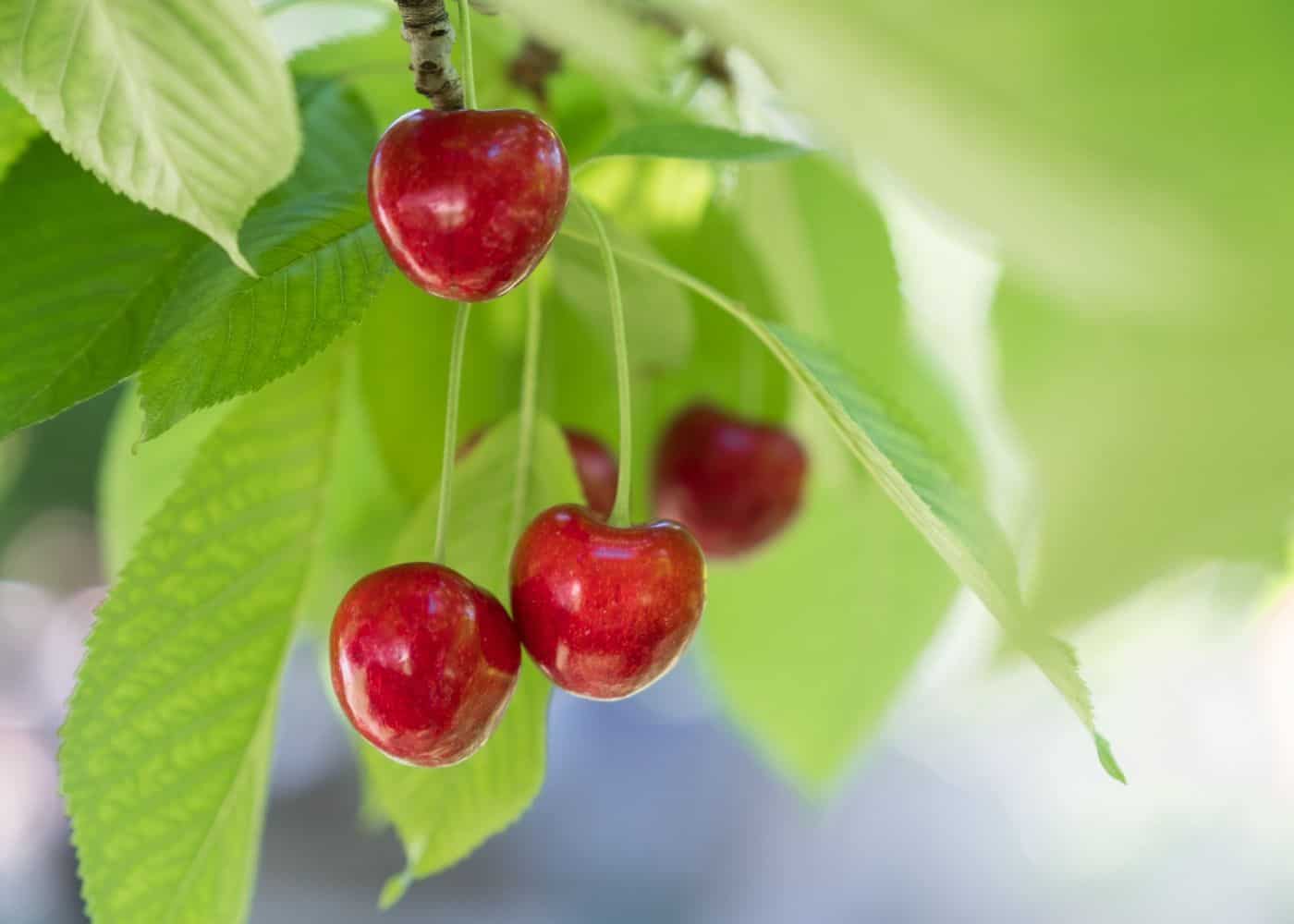 Cherry tree - mature