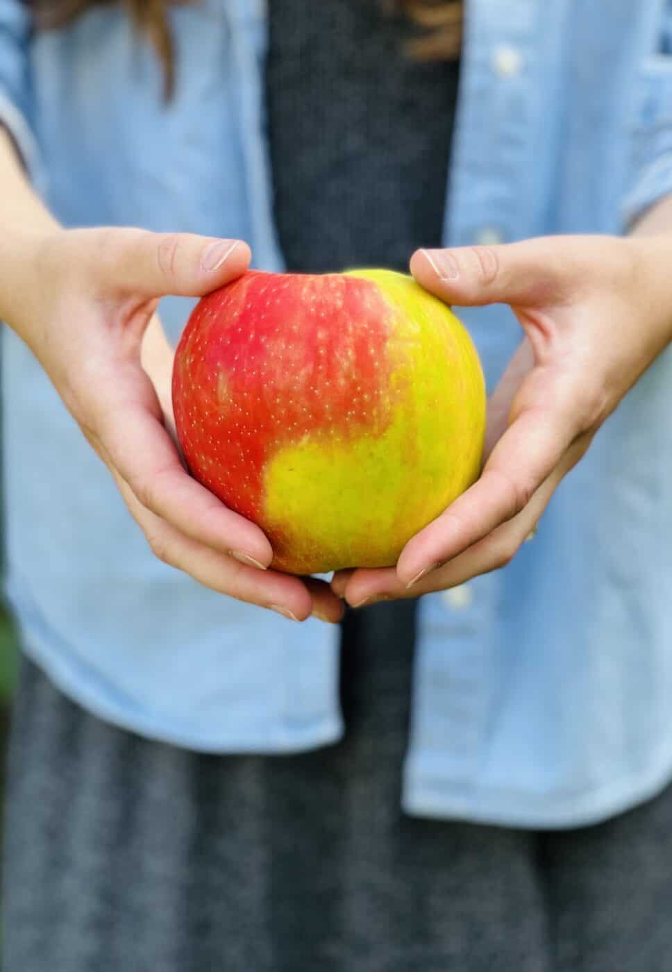 Close up of honeycrisp apple bicolor peel