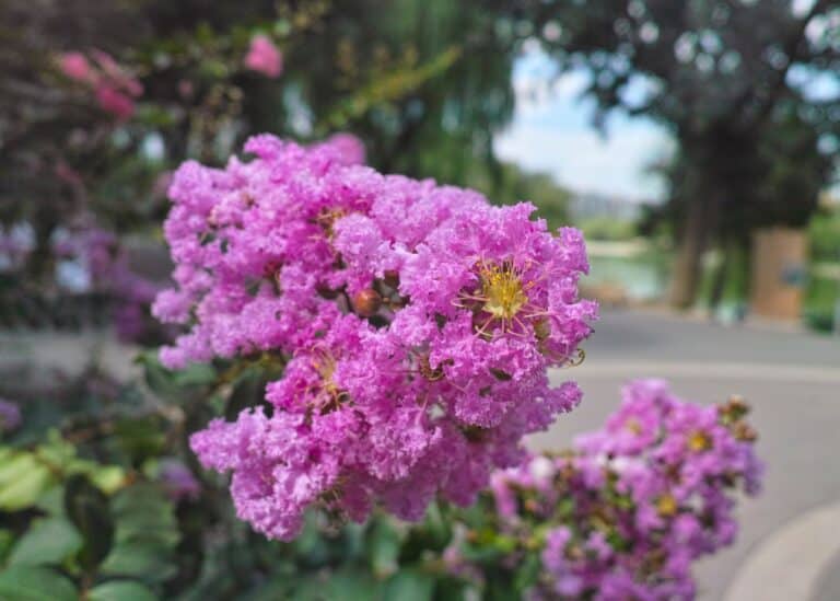 Are crepe myrtle roots invasive? 🌸 🌳 Digging into the story below the