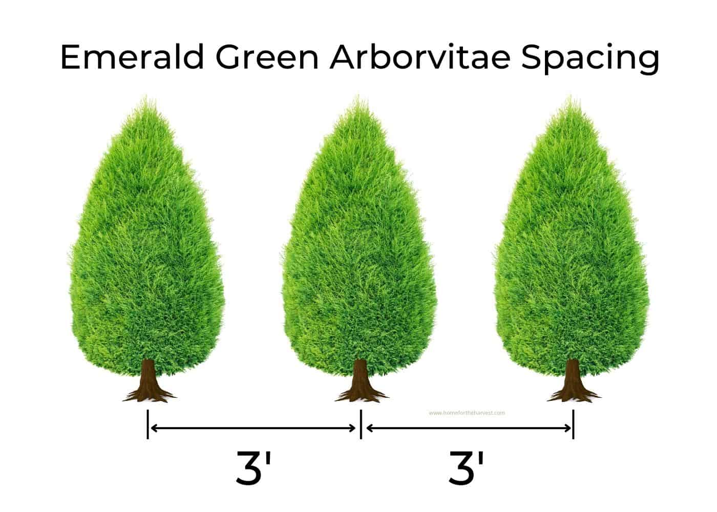 emerald green arborvitae spacing for vigorous growth | home for