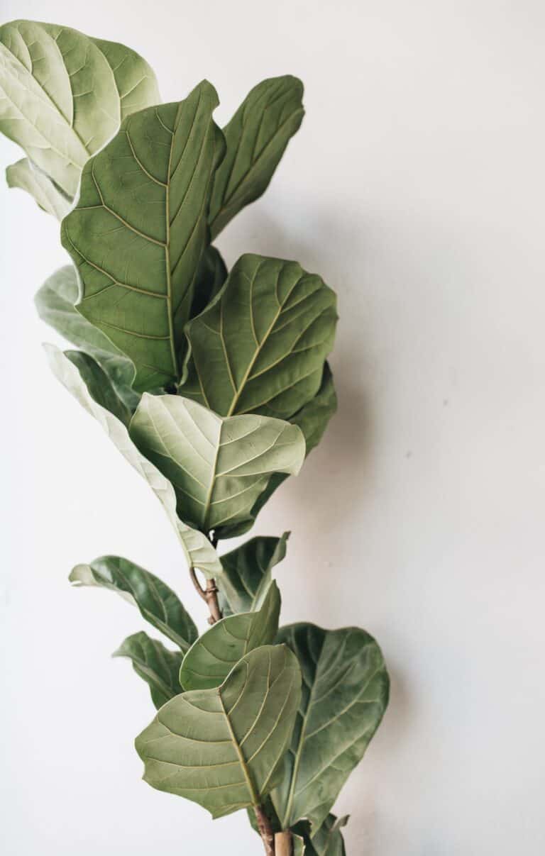 Fiddle leaf fig growing indoors