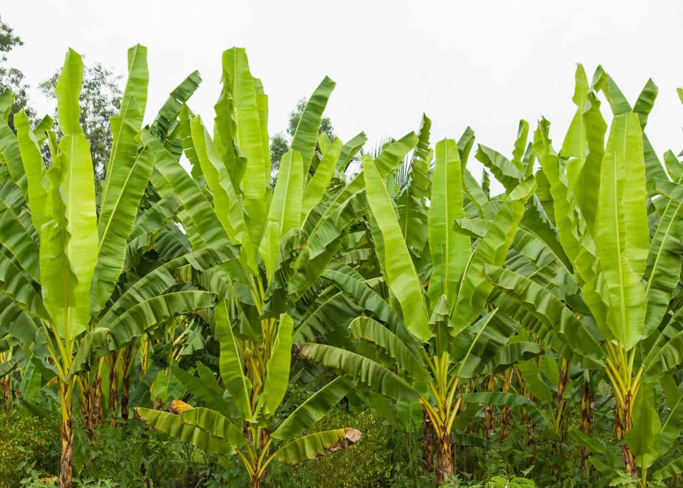 Field of young banana trees