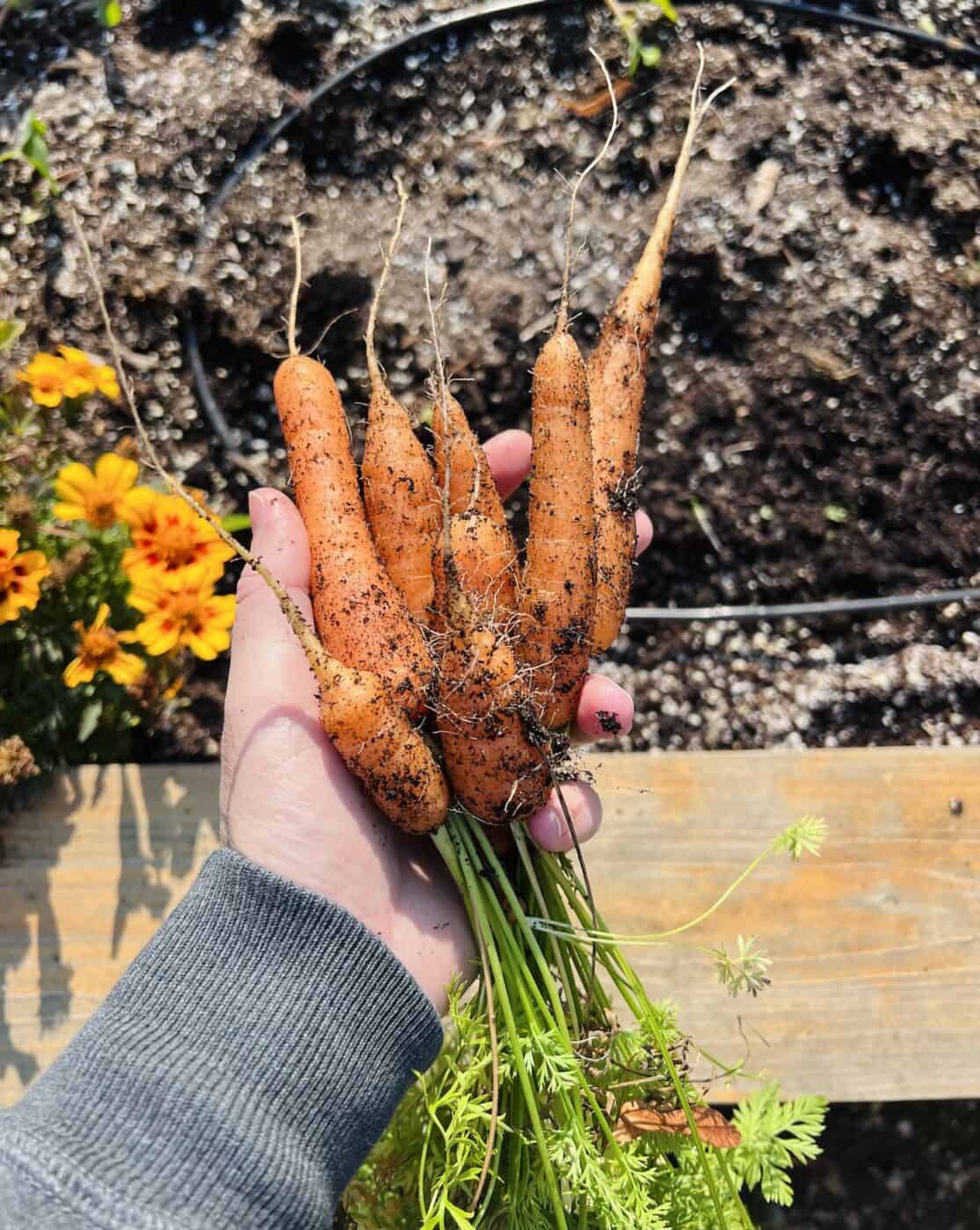 Scarlet Nantes carrot 🥕 ️ Delving into the world of this garden classic