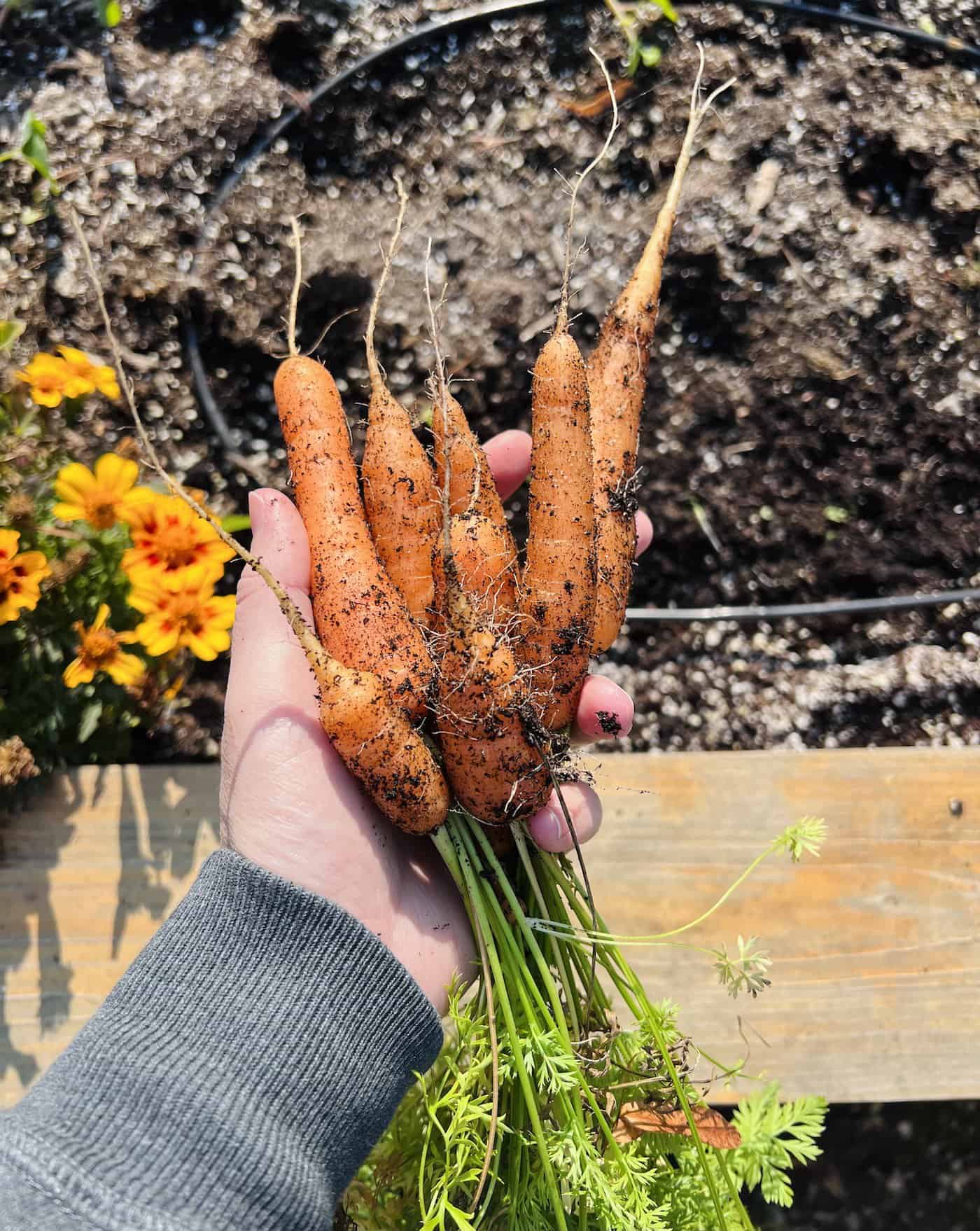 Scarlet Nantes carrot 🥕 ️ Delving into the world of this garden classic