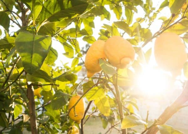 how long do lemon trees live