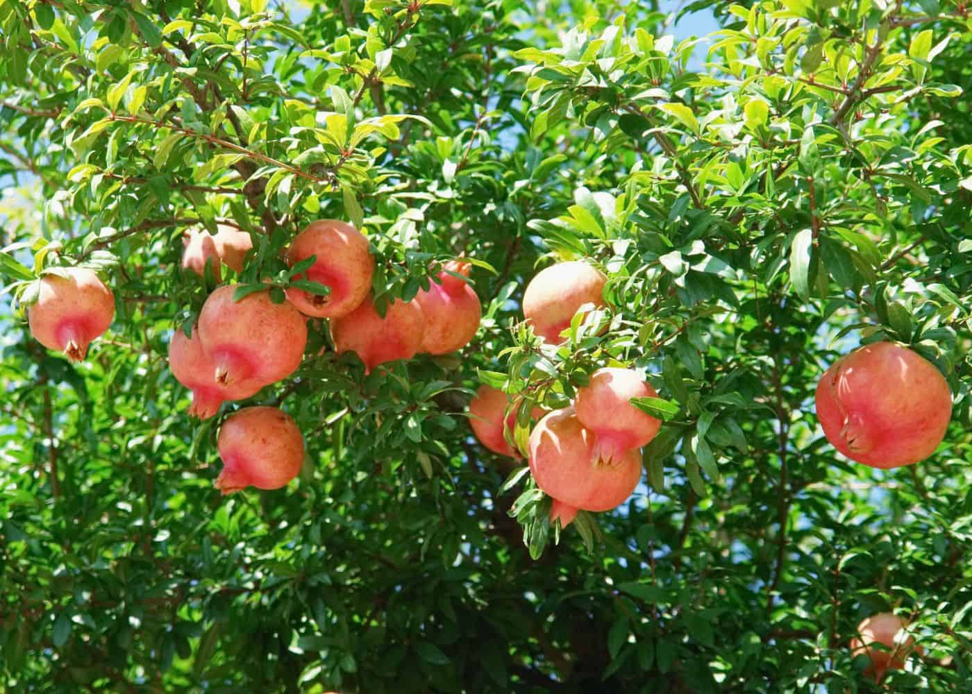 How to care for pomegranate trees at home