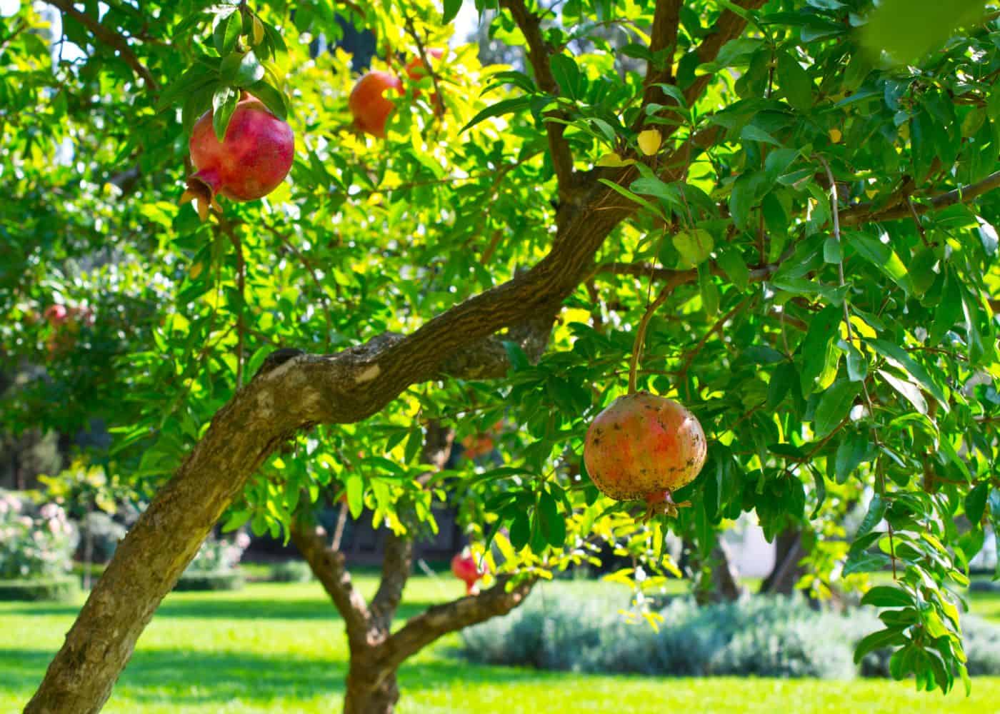 How to care for pomegranate trees