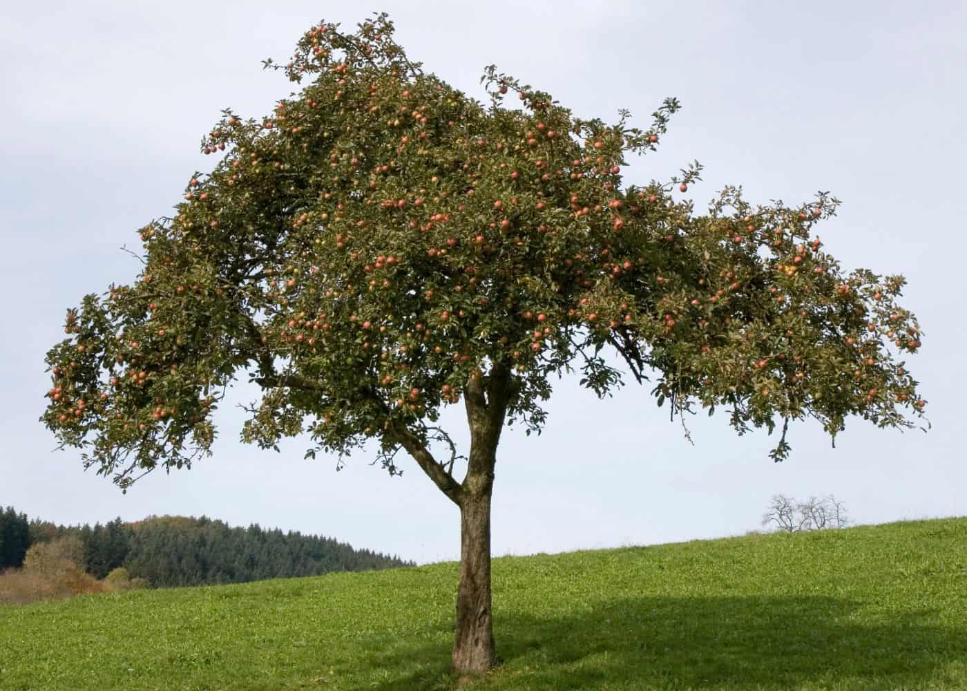 Identifying apple trees - branch strucgure
