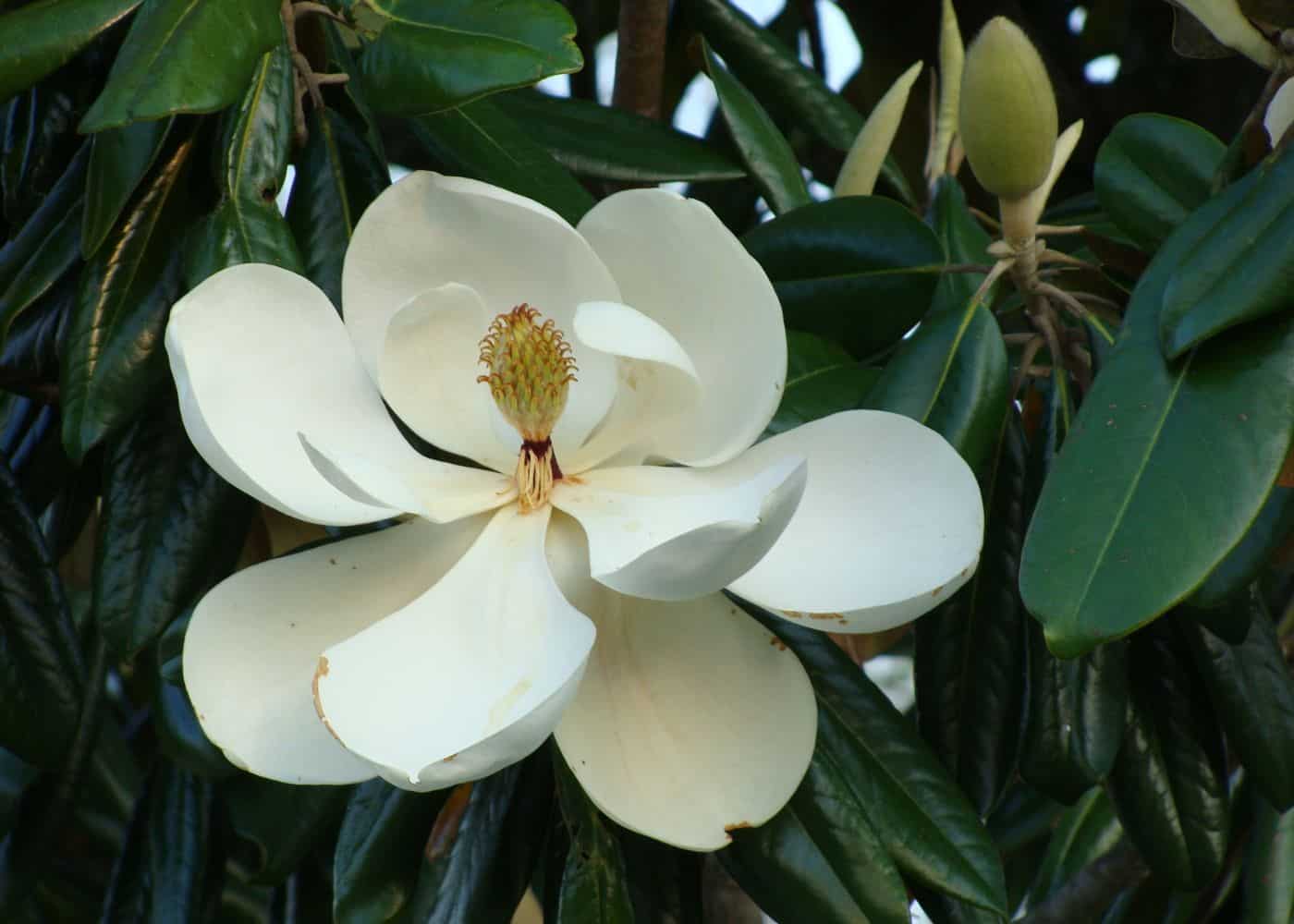 How fast do magnolia trees grow?