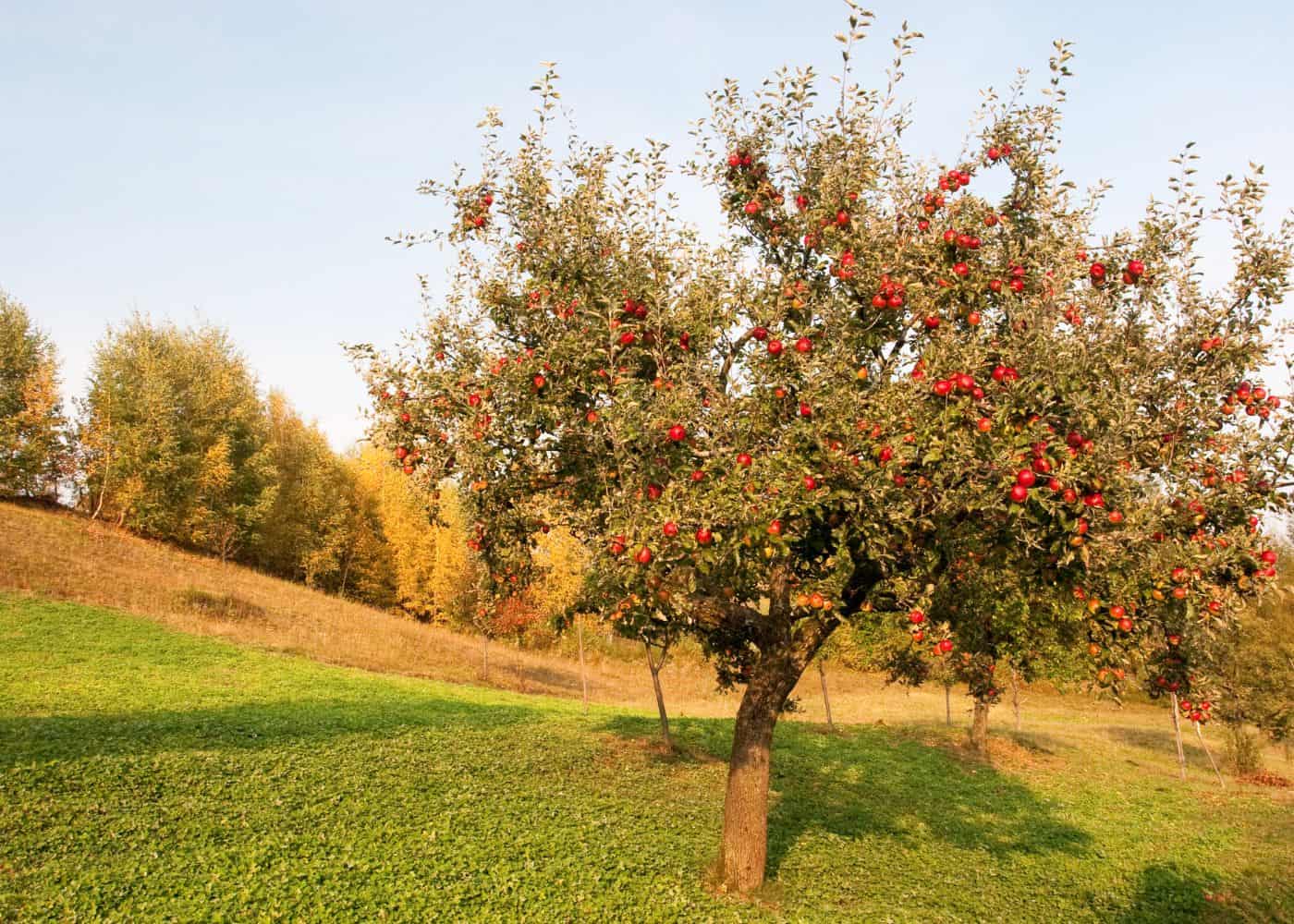 Old semi-dwarf apple tree