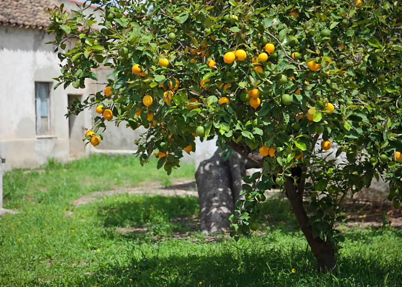 Old lemon tree in europe