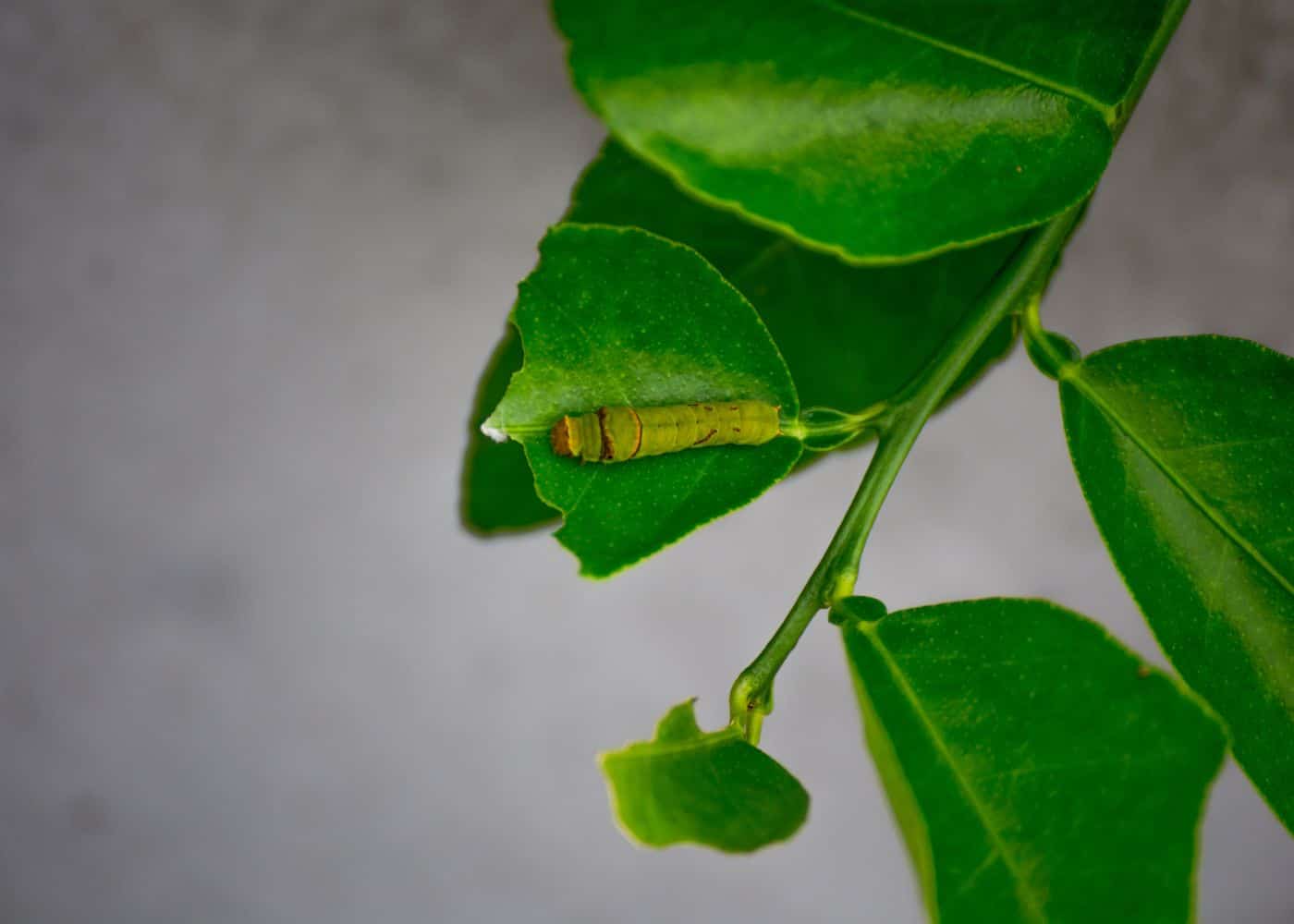Pest insects and caterpillars on lemon leaves