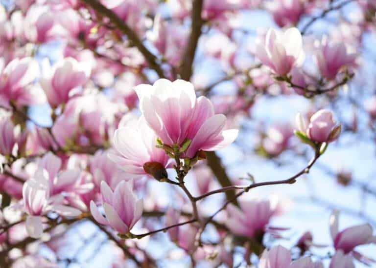 Pink magnolia blossoms on northern tree