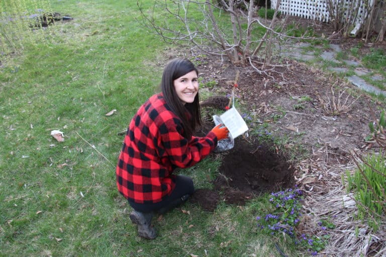 Planting a fruit tree in early spring