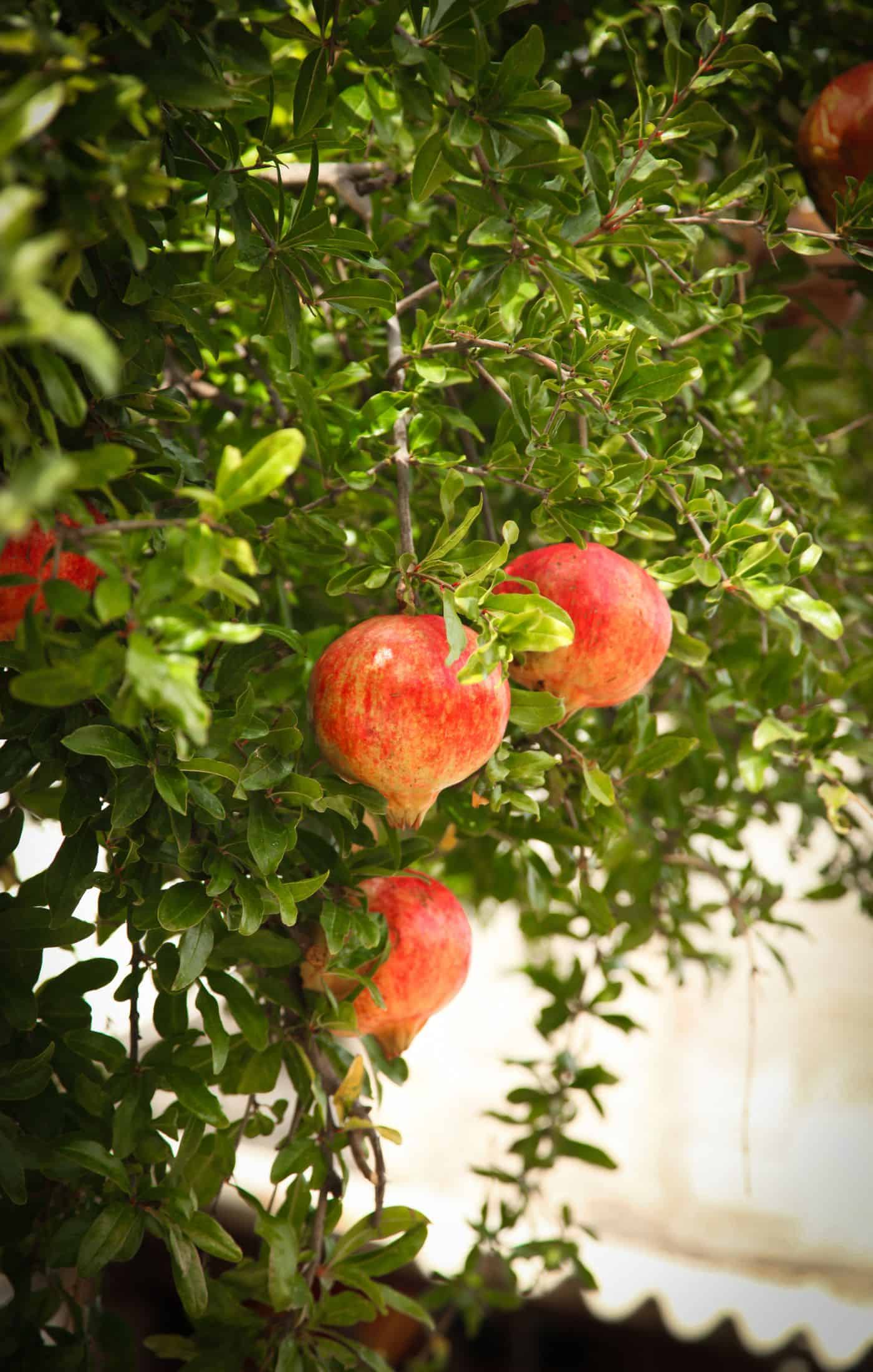 Pomegranate tree branches - care tips