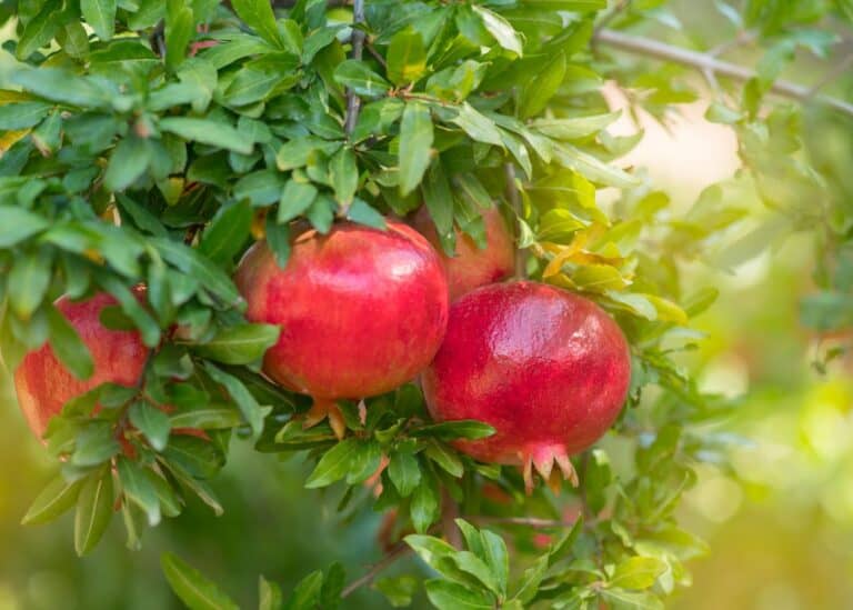 Pomegranate tree with fresh fruits