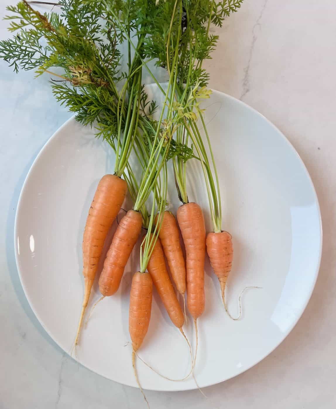 Scarlet Nantes carrot 🥕 ️ Delving into the world of this garden classic