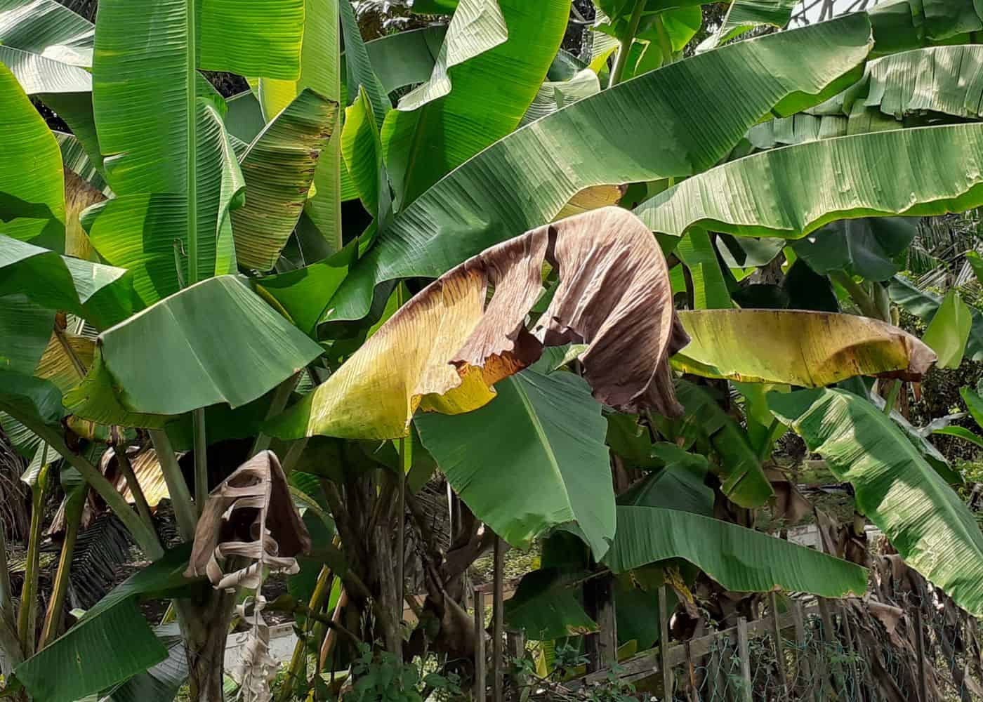 Should you cut dead leaves off banana trees