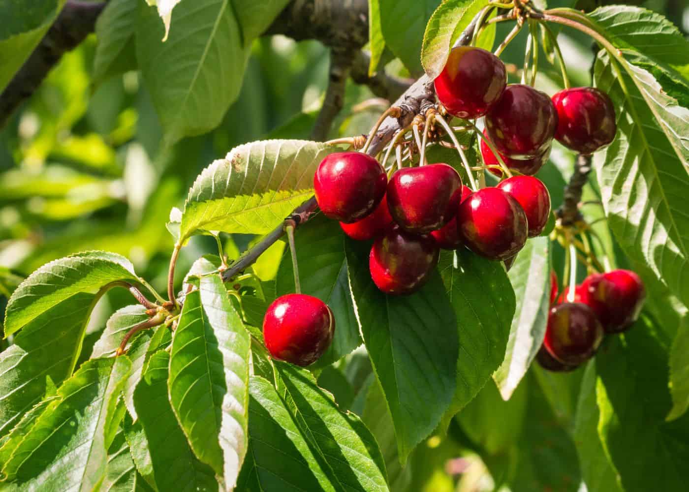 10 types of cherry trees to plant for delicious cherries! | home