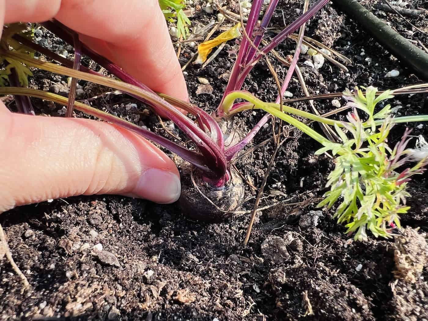 Top of a black purple carrot growing in the garden