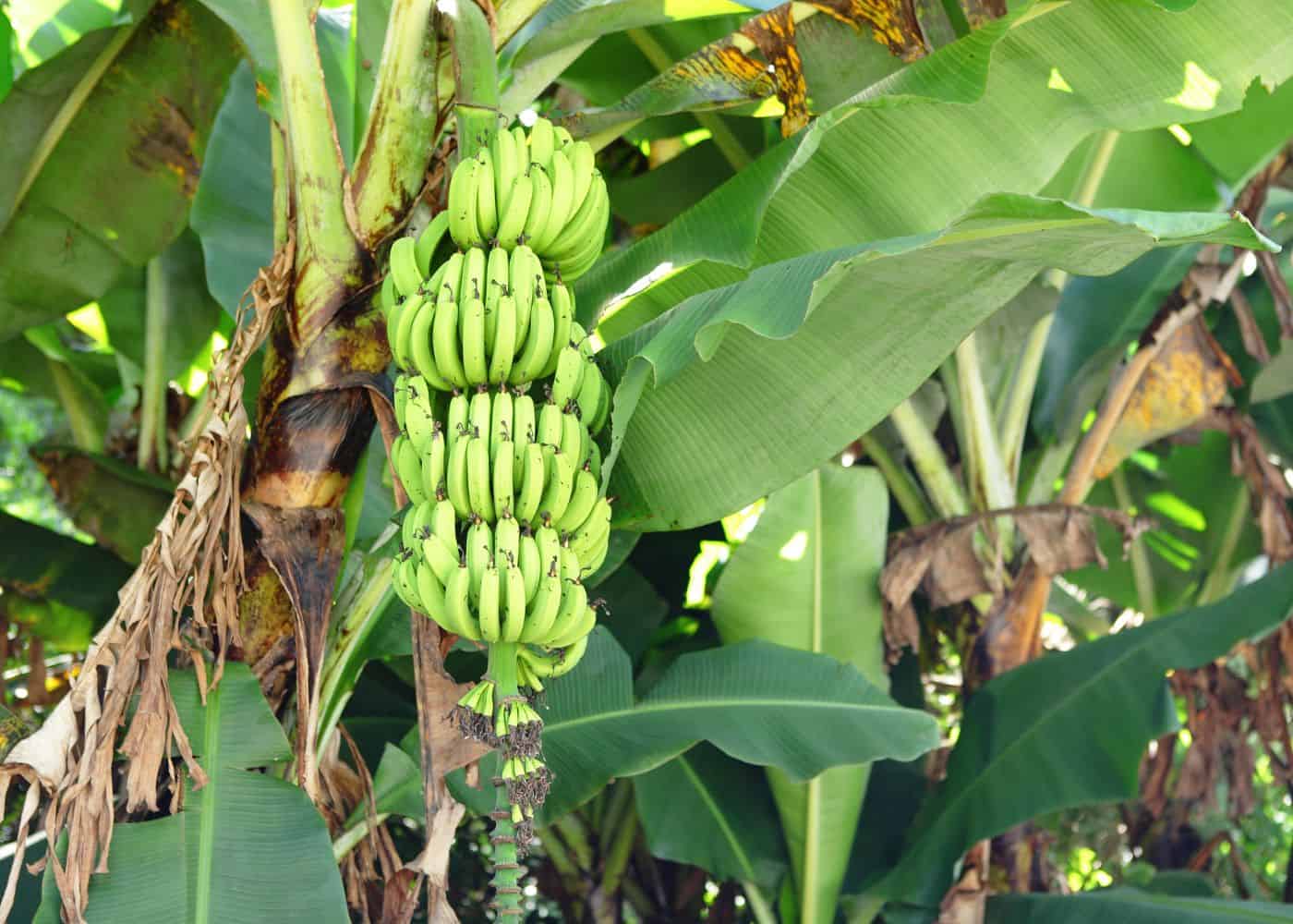 Tree with bananas hanging