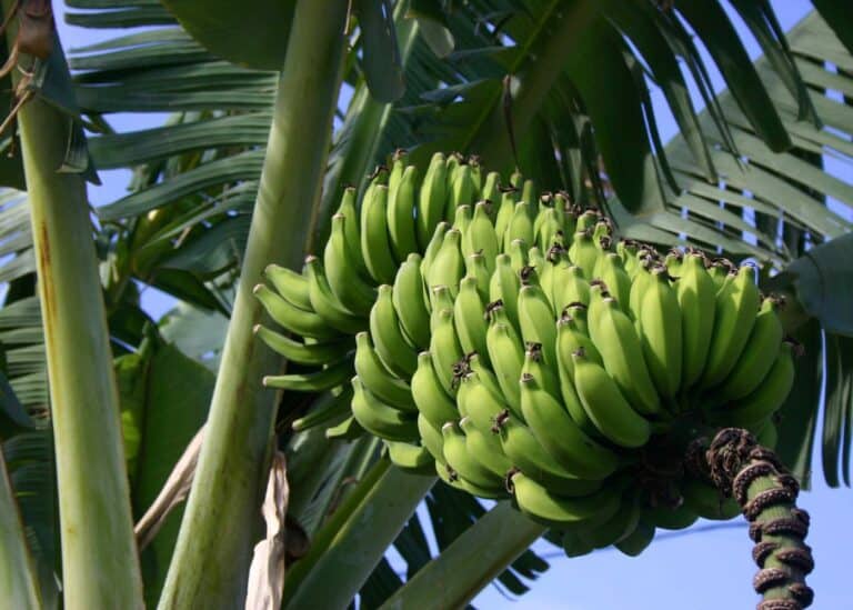 When do banana trees bear fruit (1)