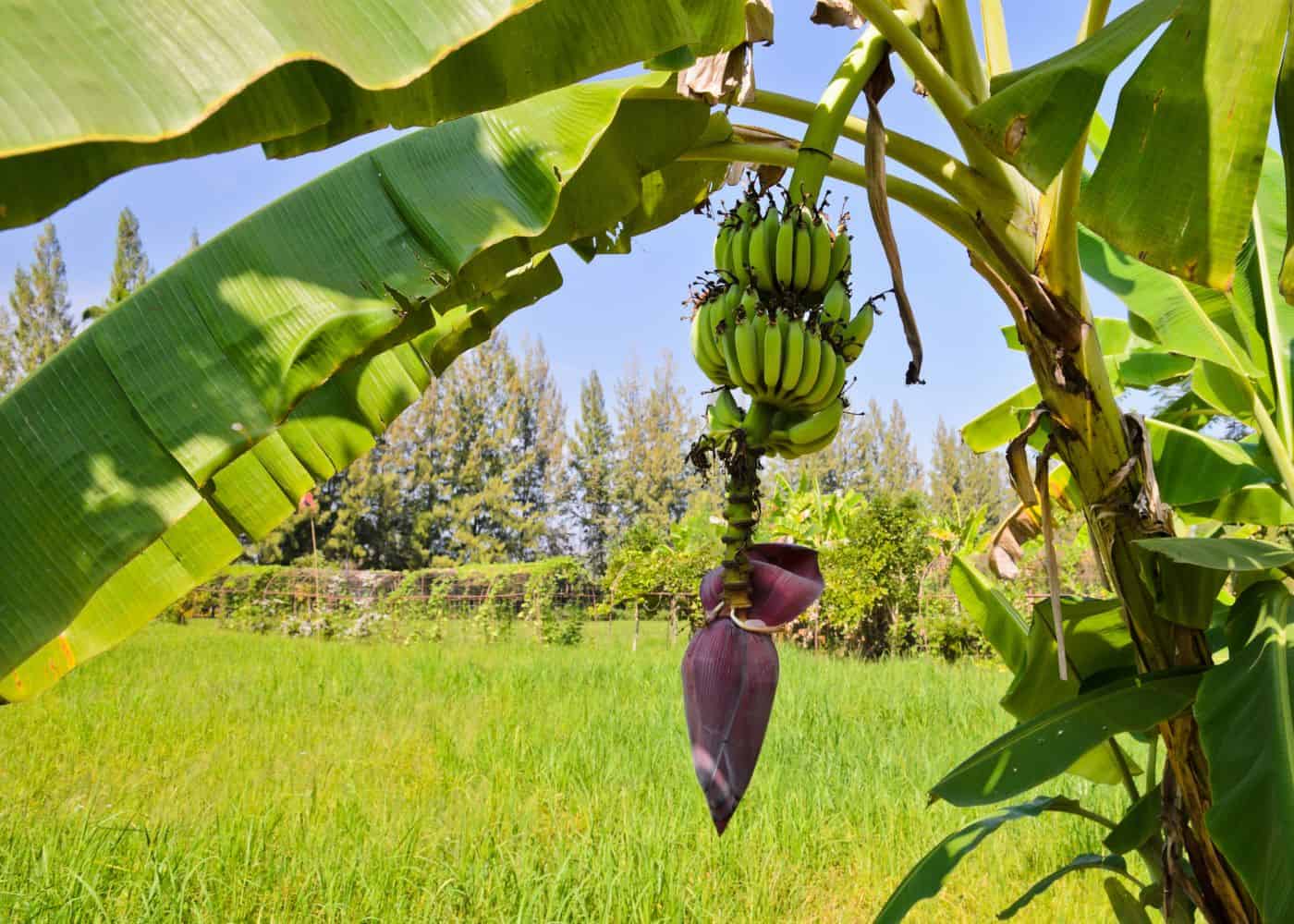 When do banana trees bear fruit (2)