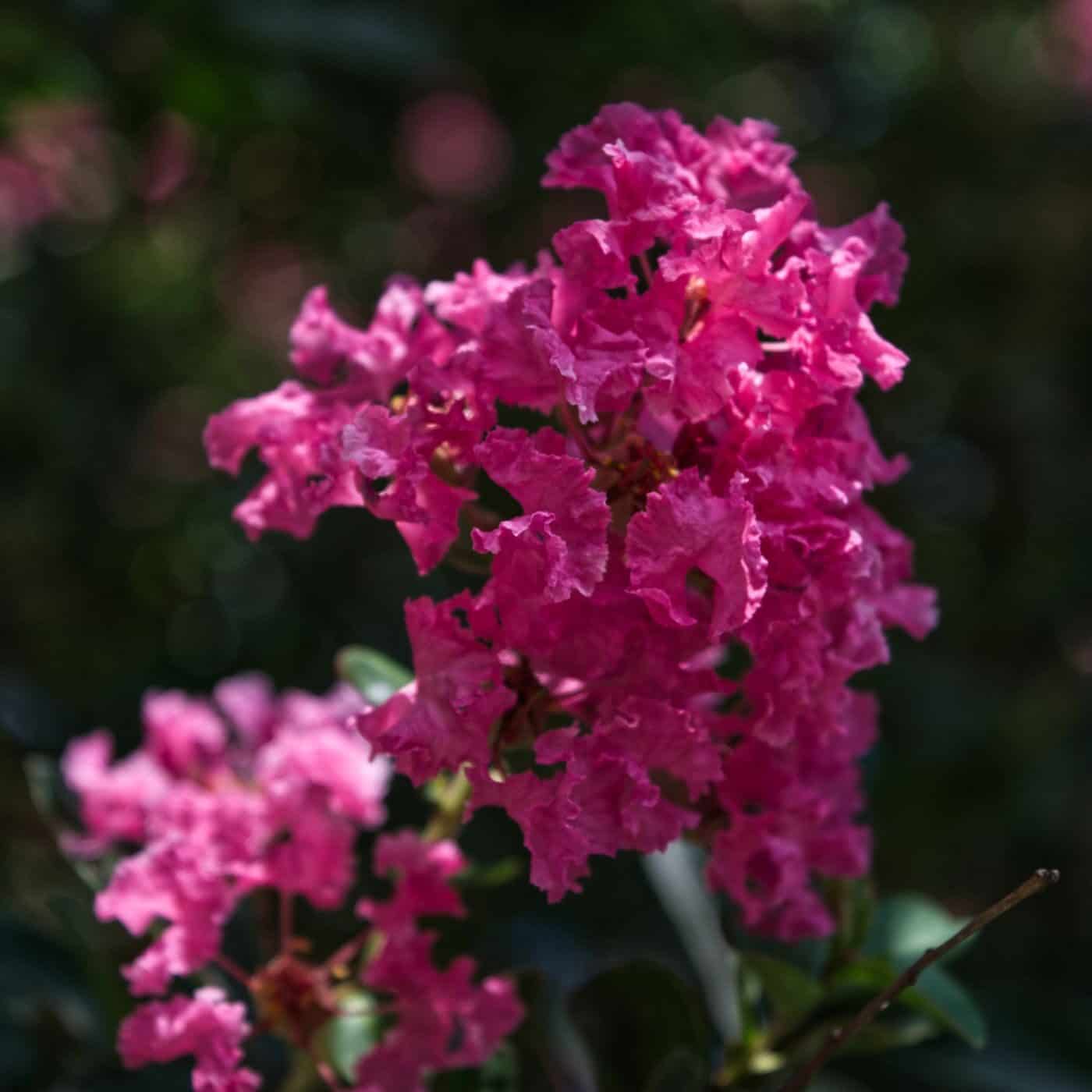 When does a crepe myrtle bloom