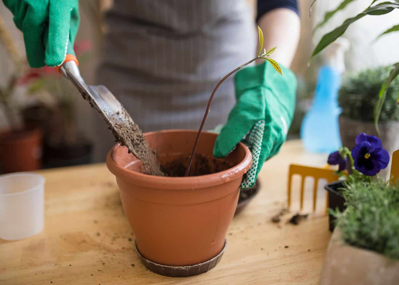 When to transplant an avocado tree into a pot after growing in water