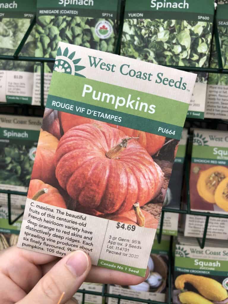 Where to buy pumpkin seeds for planting in your garden