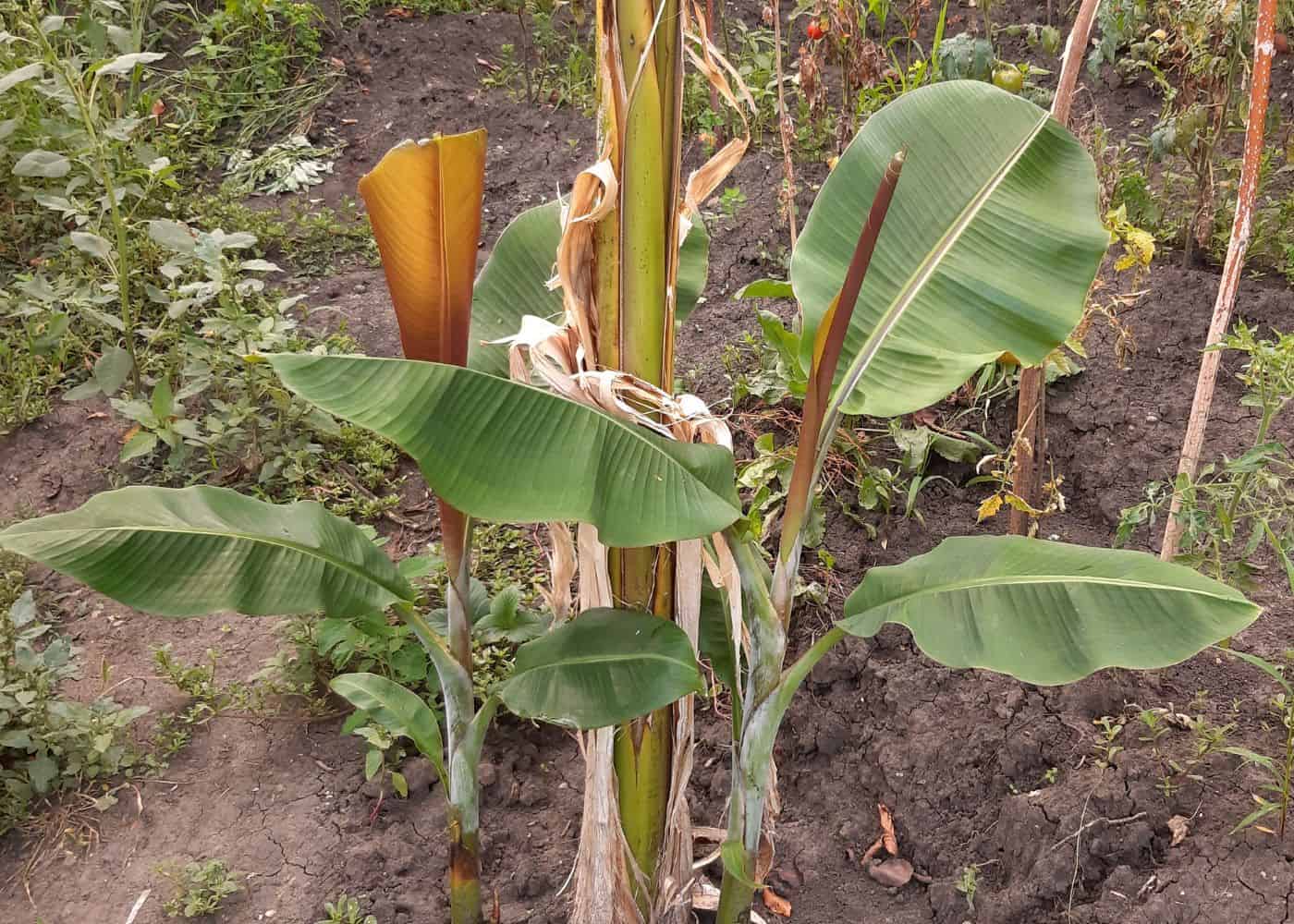 Young banana tree