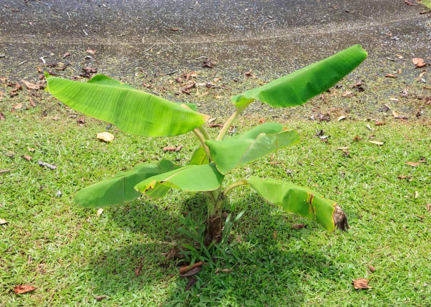 How fast does a banana tree grow
